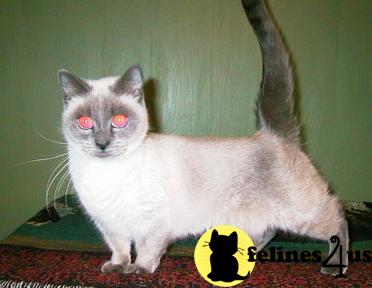 morwaycat Picture 3